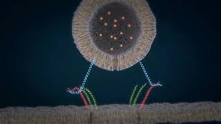 How SNARE proteins work [upl. by Colbert]