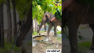 Hathi youtube shorts youtube viralvideo [upl. by Nnayar847]