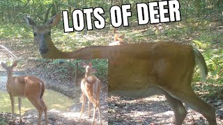 Deer all over the place including the creek amp waterhole Raccoons and more [upl. by Aidin]