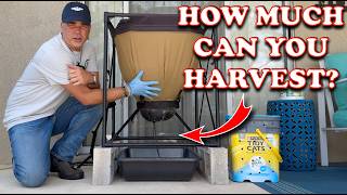 Huge Harvest amp Refeed of 10000 Compost Worms  Vermicompost Worm Farm [upl. by Yeblehs746]