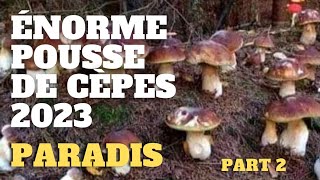 Cèpes le PARADIS part2  le bouquet final  Saison des cèpes 2023 cèpes champignons [upl. by Vern877]