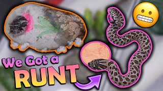 A Runt Hognose Snake Hatched [upl. by Capp117]