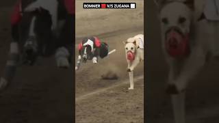 BOOMER VS ZUGANA GREYHOUND DOG RACE shortvideo shorts ytshorts greyhound dograce doglover [upl. by Artair]