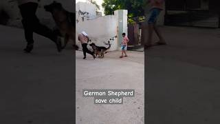 German Shepherd save child short dog germanshepherd viralvideo trending doglover dogs [upl. by Mcfadden]