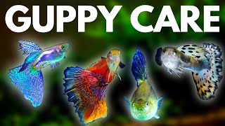 Guppy Fish Care 10 Things You Should Know About Guppies [upl. by Forland475]