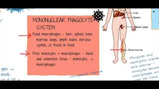 Inflammation Mononuclear Phagocyte System including Fixed versus Free Monocytes [upl. by Beaulieu]