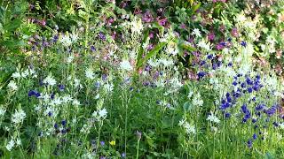 What3Plants 7 Camassia leichtlinii Alba Geranium phaeum Aquilegia vulgaris [upl. by Farl]