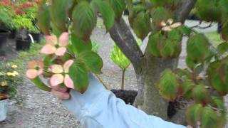 Dogwood Cornus ko Satomi at Northwest Nurseries [upl. by Acinoev]