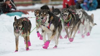 Iditarod 2018 begins with a celebration in Anchorage [upl. by Mall]