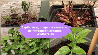 Барбарисы спирея и клематис из интернетмагазина Wildberries [upl. by Reo811]