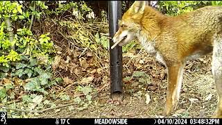 ep162 Fox Kerplunk at Meadowside CLIP takeaway fox [upl. by Abbott]