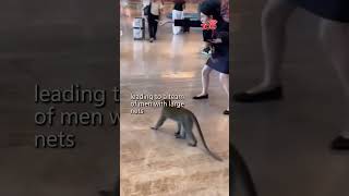 Changi Airport Staff’s Hospitality Toward Macaque Goes Viral [upl. by Tnattirb382]