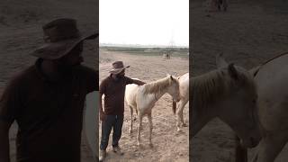 White horse beauty Lovely white horse horse whitehorse cowboy horselover arabhorse trending [upl. by Anawd]