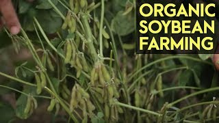 Organic Soybean Farming Reviving the Soybean Industry in the Philippines [upl. by Ronile]