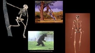 CARTA Bipedalism and Human OriginsComparative Anatomy from Australopithecus to Gorillas [upl. by Bate]