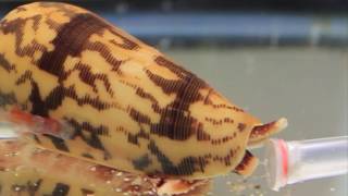 Killer Cone Snails [upl. by Haraz]