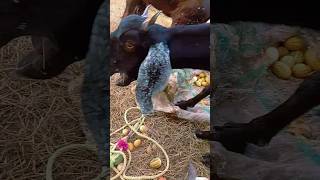 Goats eating proteinous fruits 🍑 🍑 My Goats eating Chabhar 🐐🐐 [upl. by Odysseus]