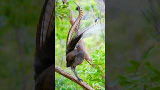 Burung Paling Pintar Meniru Suara Burung KecapiLyrebird [upl. by Ier]