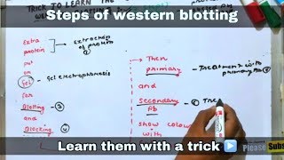 Western blotting  Trick to learn all the steps of it ll biology ll [upl. by Richers]