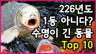 사람은 하루살이인가요 상상을 초월하는 수명이 가장 긴 동물 Top 10 [upl. by Ahsiema]