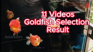 11 Videos Goldfish Selection Result goldfish Aquarium nature wild IndoNature [upl. by Eyssej572]