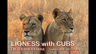 LIONESS with CUBS  Exeter River Lodge  Sabi Sands Game Reserve  Kruger National Park [upl. by Rubinstein756]