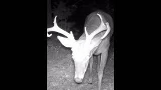 Whitetail Deer Buck Up Close in Woods [upl. by Tansey]