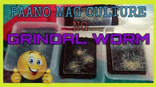 Paano mag culture ng grindal worm [upl. by Inalem113]