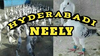 Hyderabadi jungley kabootar  Neely kabootarSOLD [upl. by Rehm]