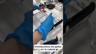 Práctica electroforesis en gel de agarosa [upl. by Nnahgiel663]