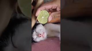 Funny and Cute Pets 😂funnyshorts funnypets funny trynottolaugh viral shorts [upl. by Adnaloy590]