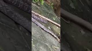 snake vs mongoose fight [upl. by Ettelracs]