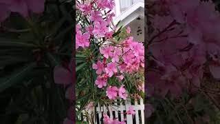 Flower stetas song l flower hindi song video 💕 [upl. by Rechaba]