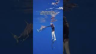 Redirecting spicy TIGER SHARK Kalihi 🌶️🦈 sharks sharkdiving shorts [upl. by Arinaj832]