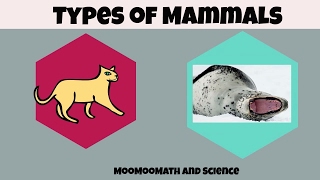 Types of Mammals [upl. by Breskin]