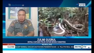 Fenomena Ular Buas Muncul di Sekitar Pemukiman Dijelaskan Polisi Hutan BKSDA [upl. by Adachi756]