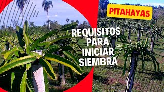 Pitahaya Requisitos para iniciar siembra [upl. by Niak]