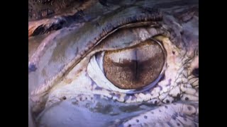 Relax with nature  A cayman comes too close to our boat  Amazon rainforest soundscape [upl. by Farmer435]