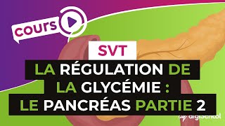 SVT BAC S  La régulation de la glycémie  le pancréas PARTIE 2 [upl. by Arakaj]