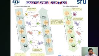 Nucleic Acids DNA amp RNA  Nature structure Functions and Types [upl. by Haldes]