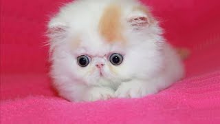 Persian Kittens Are Too Cute  Cute Persian Kitten Videos  NEW [upl. by Trinee]