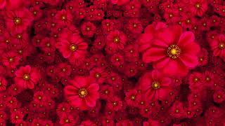 Cool Flowers Moving Video Background HD 1080p [upl. by Hsirap]