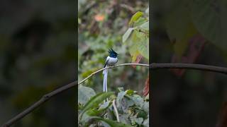 The Indian Paradise Flycatcher A Symbol of Beauty in the Wild  🇮🇳 [upl. by Kamillah]