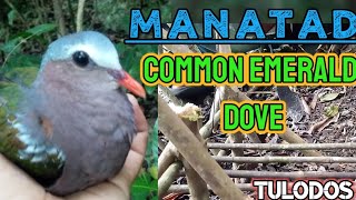 MANATAD ANG NAHULI SA BITAG NG LABUYO  COMMON EMERALD DOVE CATCH OF THE TRAP  TULODOS [upl. by Ambrosane76]