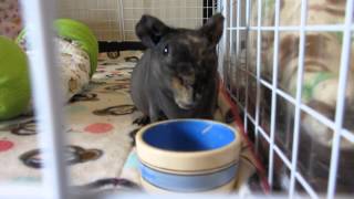 My 5 Skinny Pigs Who Will Let Me Pet Them Today [upl. by Basil]