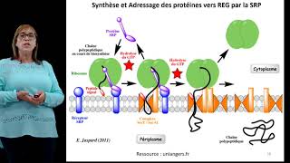 Synthèse et adressage des protéines par le RE [upl. by Elvira]