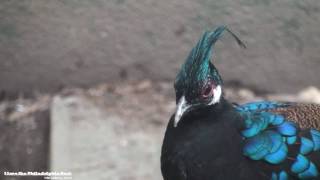 Philadelphia Zoo Palawan Peacock Pheasant Squawking [upl. by Dougy]