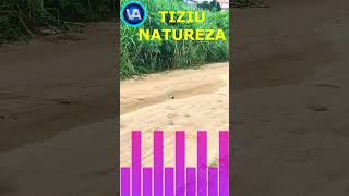 🌲 🌳 🌴 TIZIU CANTANDO NA NATUREZA AO VIVO voaraqui tiziu [upl. by Glennie]