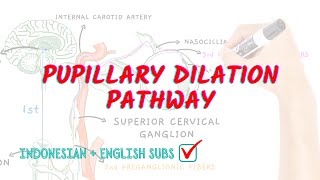 Pupillary dilation pathway  Neuroaholics [upl. by Etram]