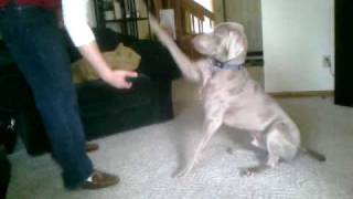 Weimaraner Tricks [upl. by Attenohs]